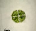 Cosmarium sp.